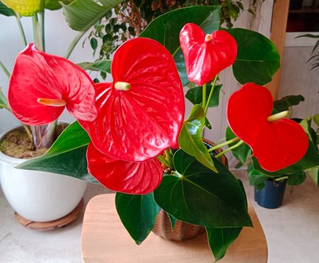 Planta tropical Anthurium con flores rojas brillantes decorando un espacio interior en Playa del Inglés.