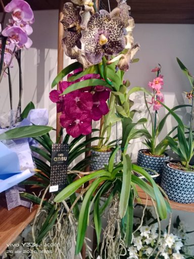 orquidea-vanda-exotica-tigre-purpura-dia-de-la-madre-maspalomas-jb-orchids