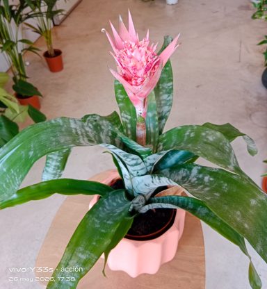 Planta exótica Aechmea Fasciata con flor rosa decorando un espacio de diseño en Maspalomas.