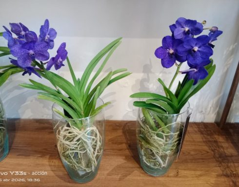 orquidea-vanda-purpura-imperial-en-jarron-de-cristal-regalo-meloneras-jb-orchids