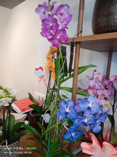 orquidea-vanda-rosa-fucsia-azul-cobalto-dia-de-la-madre-maspalomas-jb-orchids