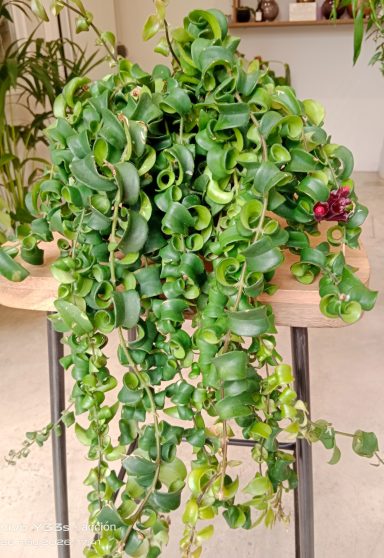 Planta colgante Aeschynanthus Rasta para decoración de repisas en villas de Meloneras.