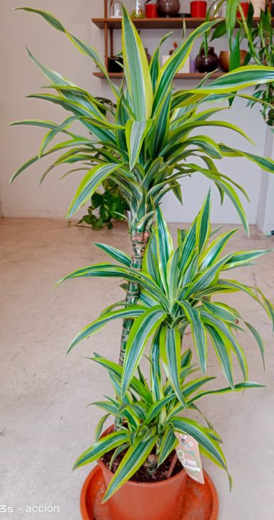 Planta alta Drácena Lemon Lime aportando luminosidad en un salón del sur de Gran Canaria.