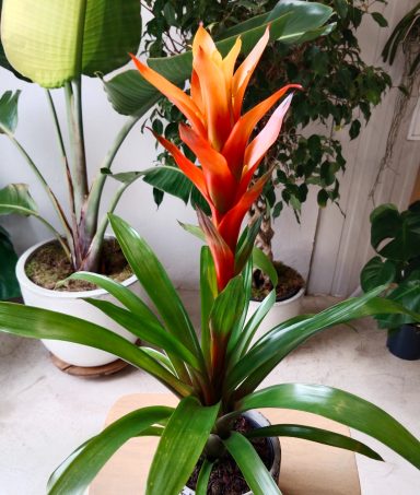 Guzmania con flor naranja vibrante para decoración de interiores en villas de Meloneras.
