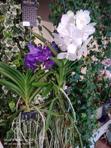 orquidea-vanda-blanca-purpura-dia-de-la-madre-maspalomas-jb-orchids