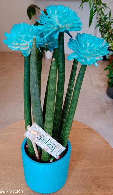 Sansevieria cylindrica con detalles azules para decoración de diseño en Playa del Inglés.