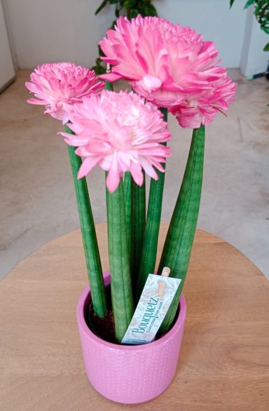 Sansevieria cylindrica con acabado rosa para decoración floral en el sur de Gran Canaria.