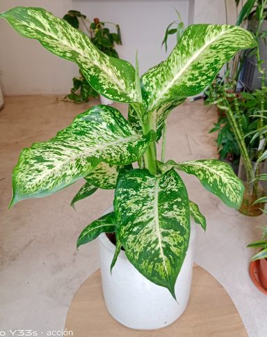 Planta tropical Dieffenbachia de hojas grandes para interiorismo en Maspalomas.