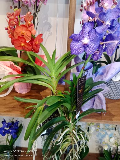 Orquídea Vanda Exótica de Holanda - Regalo de lujo Día de la Madre en Maspalomas - JB Orchids