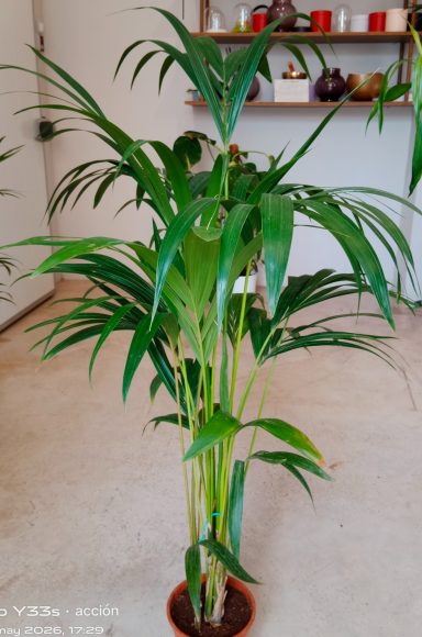 Palmera Kentia para decoración de salones y hoteles en el sur de Gran Canaria.
