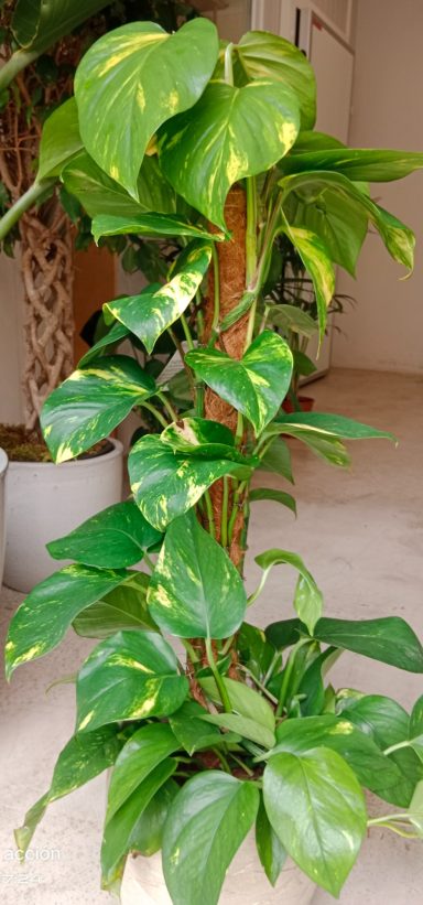 Planta Poto trepador aportando follaje a una estancia en Maspalomas.