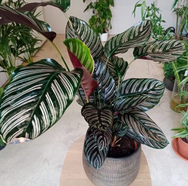 Calathea Ornata decorativa para residencias en Meloneras.