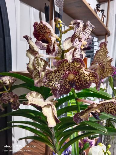orquidea-vanda-bonita-tigre-purpura-dia-de-la-madre-maspalomas-jb-orchids